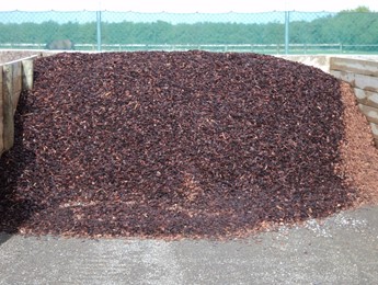 Light Bark